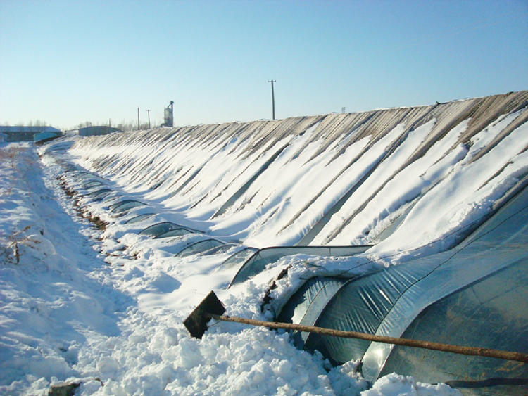 崔老師發壓塌溫室750.jpg 崔老師發壓塌溫室750.jpg